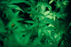 The Influence of Caribbean Culture on Modern Cannabis Trends